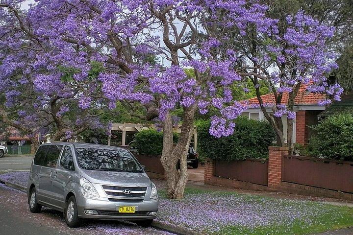 Sydney Unleashed com Bondi Beach Excursão matinal privada de 4 horas