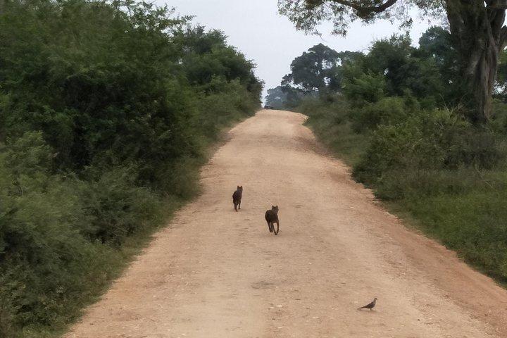 コロンボとネゴンボからのオールインクルーシブ ウダワラウェ国立公園サファリ デイ ツアー