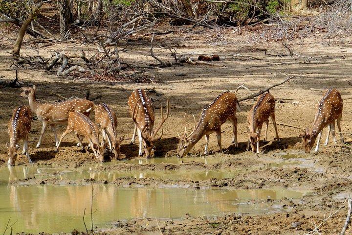 エラのヤラ国立公園サファリ