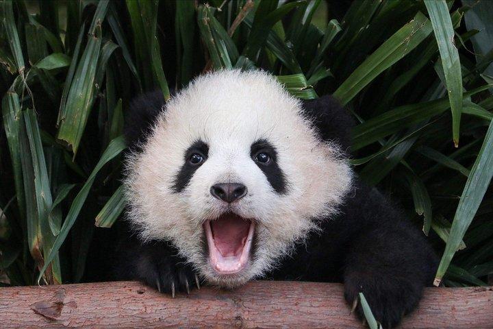 Tour privato del Panda con un viaggio di una giornata di cucina