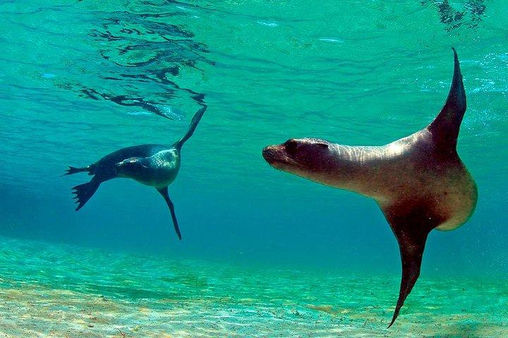 Pinzon Island and La Fe Snorkeling Day Trip