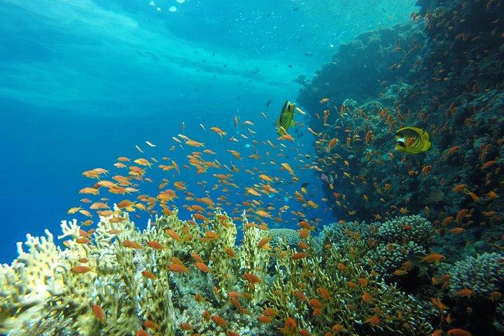 Intro Scuba Diving