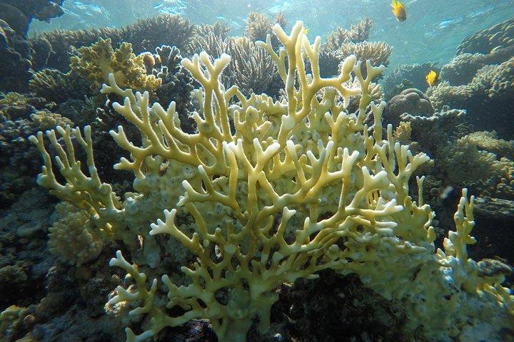 Intro Scuba Diving