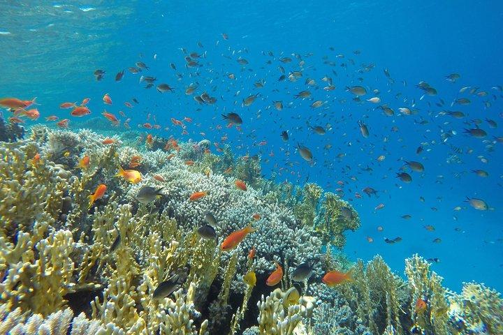 Intro Scuba Diving