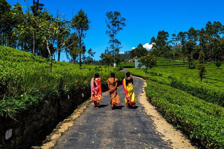 Lipton's Seat and Tea Factory,Trail Amidst Tea Plantation Day Tour
