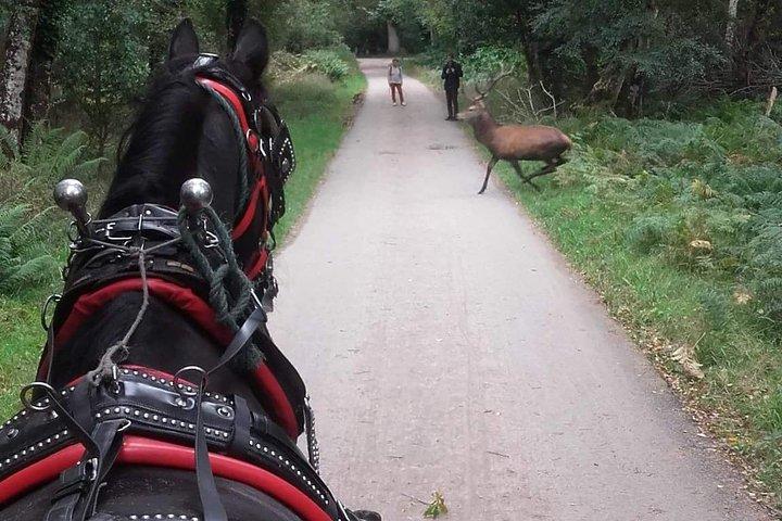 Killarney Nationaal Park Tour