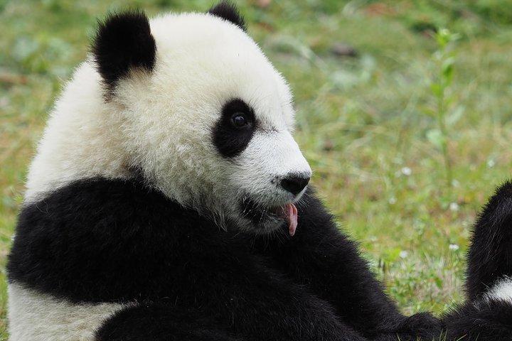 Chengdu Panda Base och stadens höjdpunkter Endagstur