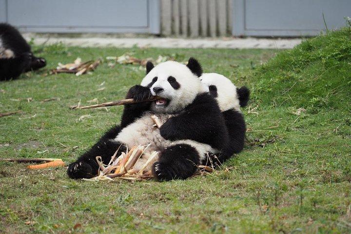 Chengdu Panda Base och stadens höjdpunkter Endagstur