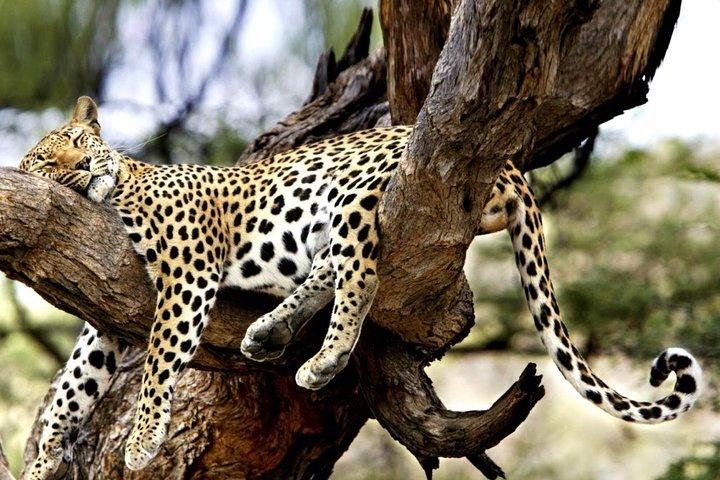 Safari de 7 días por Kenya Tanzania Wonder
