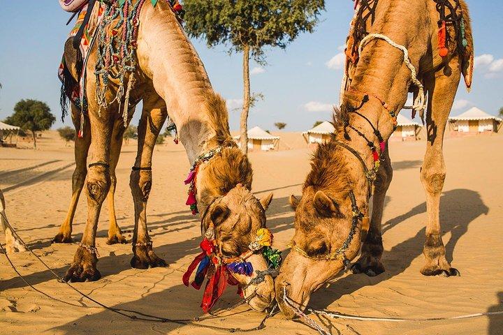 Tvådagarspaket (Camel Safari och Bishnoi Village Safari)