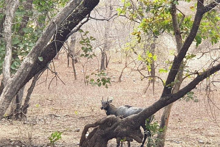 Jaipur: Parco nazionale di Ranthambore - Safari di 4 ore in jeep o canter