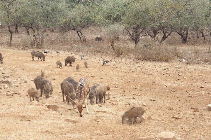 Jaipur: Parco nazionale di Ranthambore - Safari di 4 ore in jeep o canter