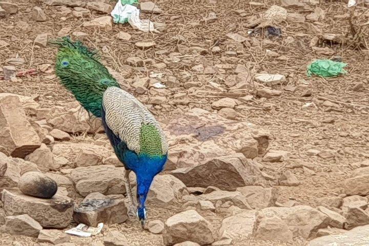 Jaipur: Parco nazionale di Ranthambore - Safari di 4 ore in jeep o canter