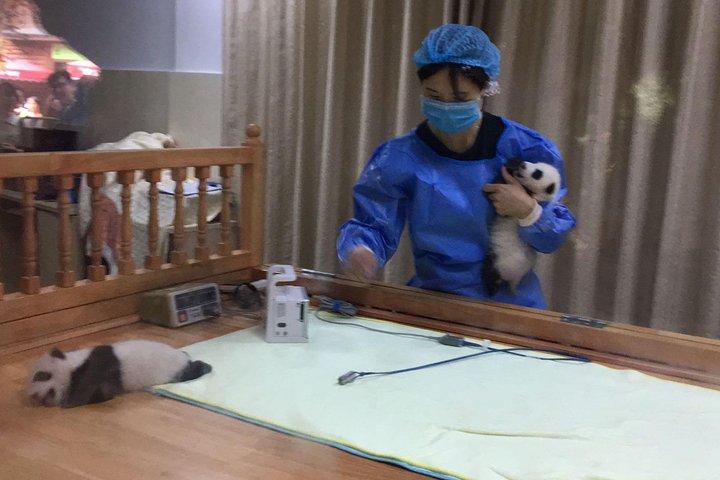 小グループ半日成都パンダ繁殖センターツアー
