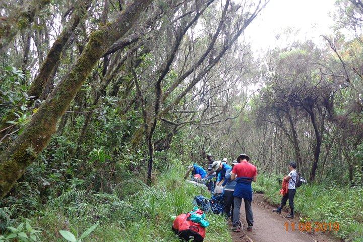 Kilimanjaro Day Hike