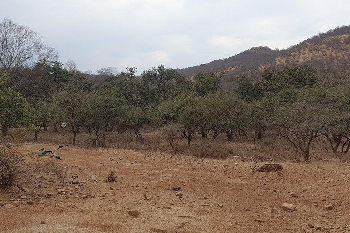 Jaipur: Parco nazionale di Ranthambore - Safari di 4 ore in jeep o canter