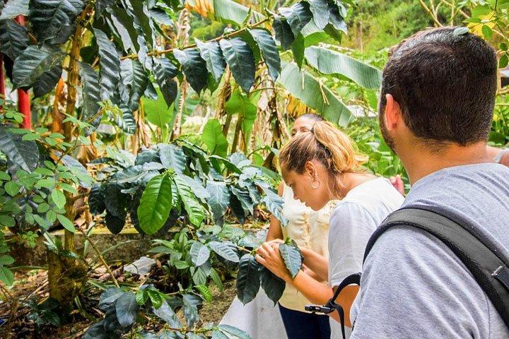 Minca dagtocht en koffieboerderijbezoek vanuit Santa Marta