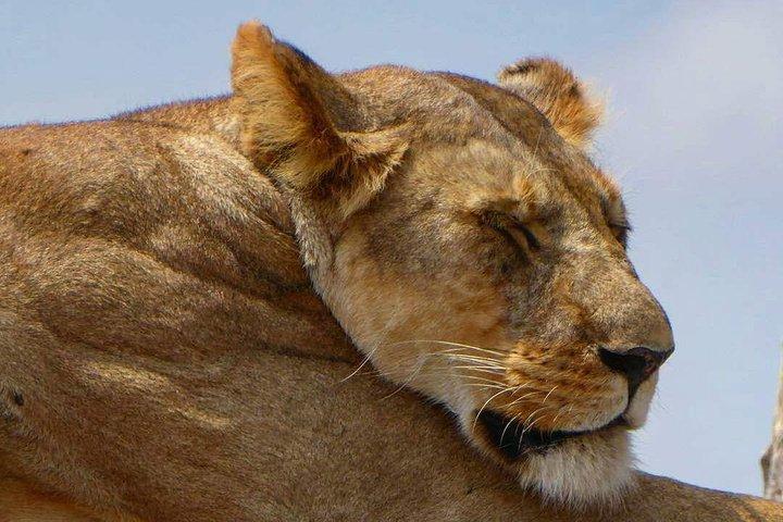 Dagtur i Arusha National Park