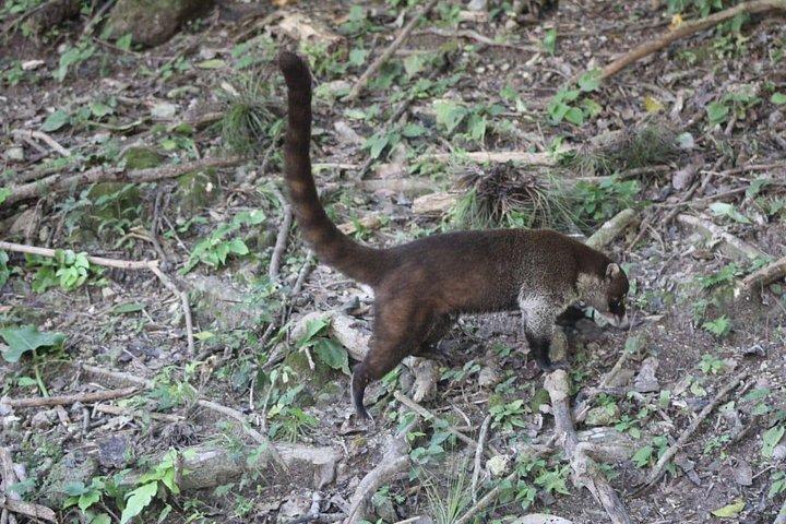 Yucatan Belize and Guatemala Private Tour