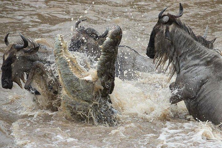 8 - デイ・マサイ・マラ - ナイバシャ湖 - ナクル湖 - アンボセリ