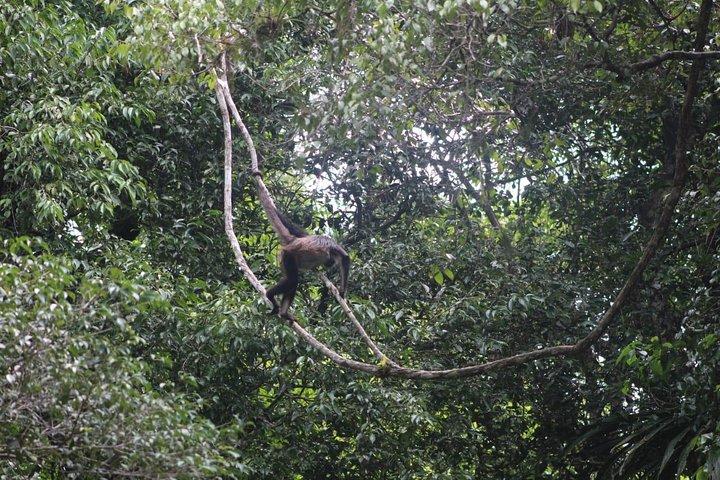 Tikal Tour From Flores, airport and Tikal hotels in Guatemala