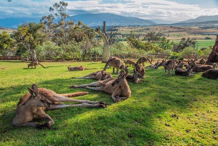Landausflug: Hobart Highlights Day Tour