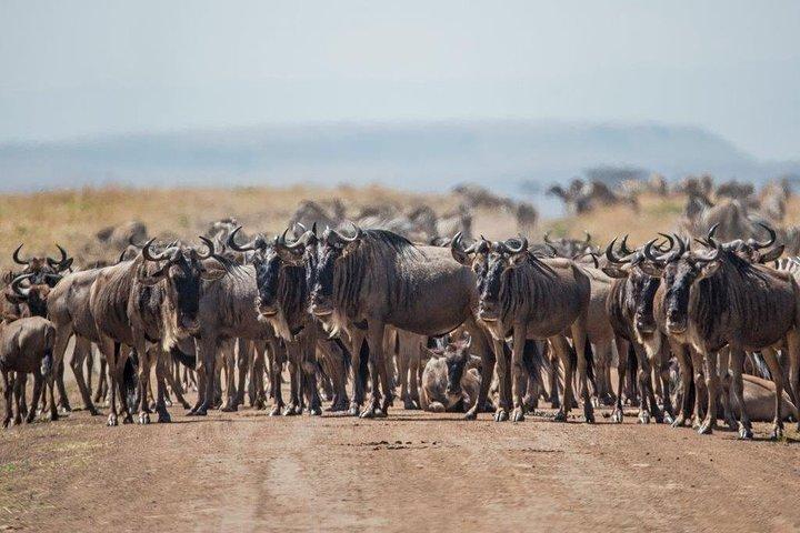 5 dagar till Tarangire NP, Serengeti NP och Ngorongoro krater privat tur