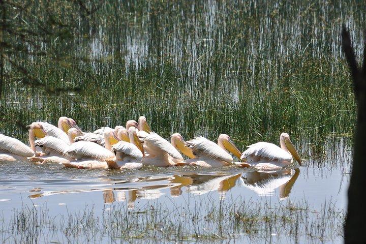 Lake Nakuru Daytrip using Safari Landcruiser