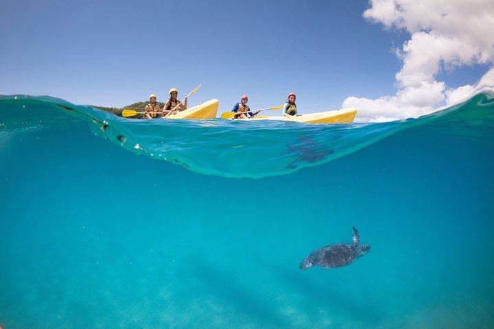 Kayaking with Dolphins in Byron Bay Guided Tour