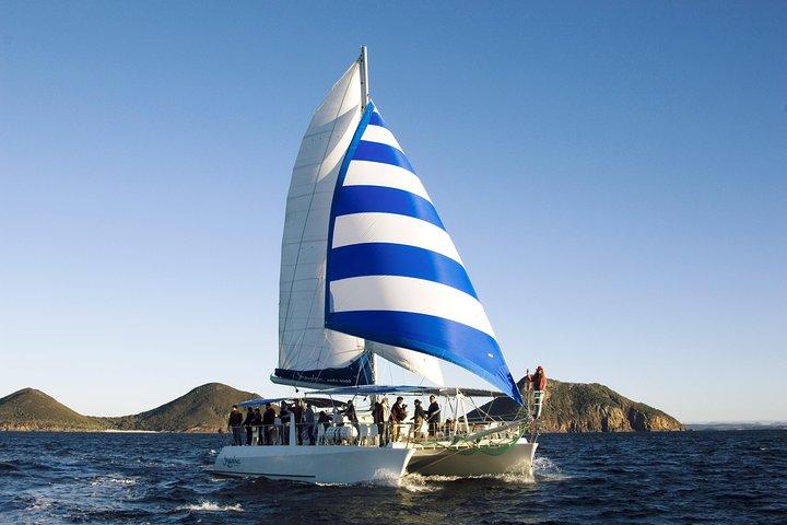 Port Stephens 3-timers hval- og delfinsafari-krydstogt