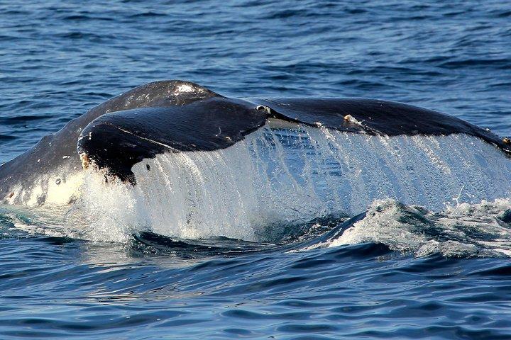 Port Stephens 3-timers hval- og delfinsafari-krydstogt