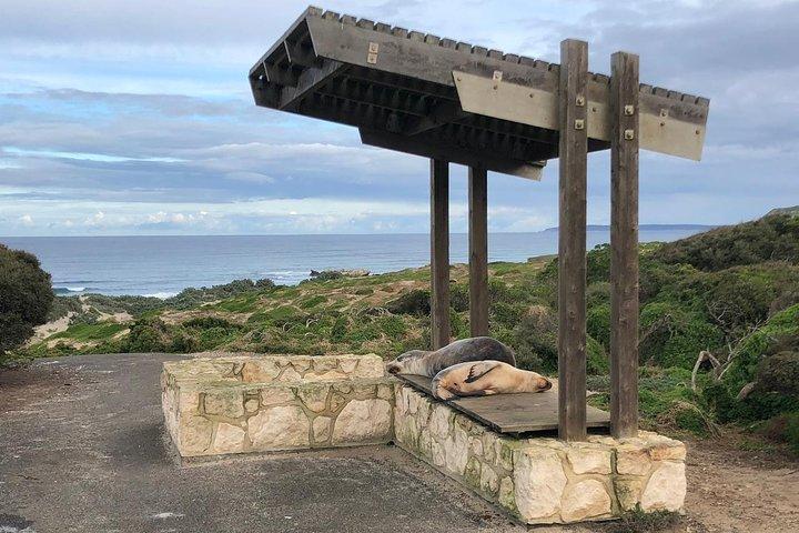 Small Group Kangaroo Island Tour - Seal Bay