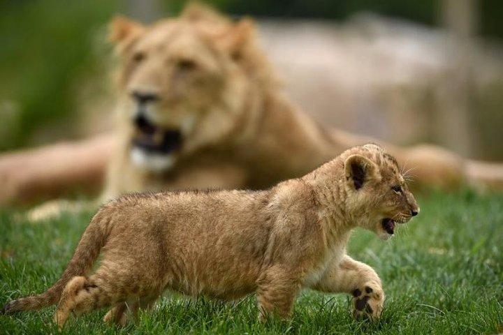 ボーヴァル動物園-交通機関プライベート旅行