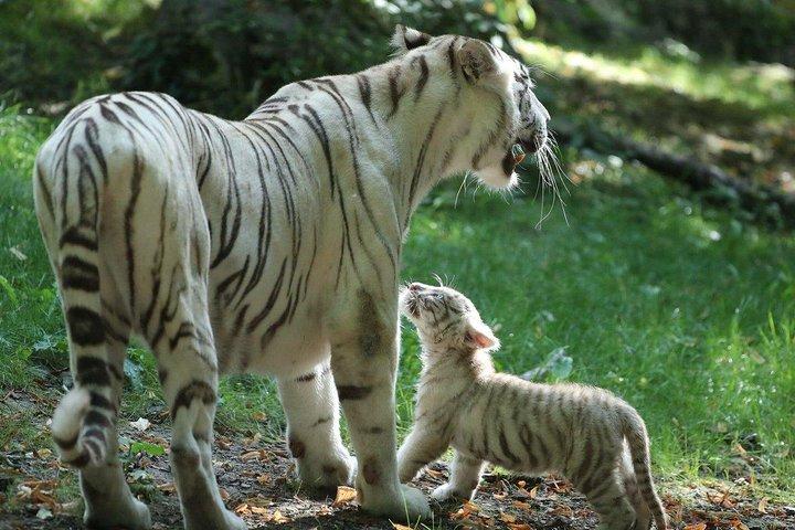 ボーヴァル動物園-交通機関プライベート旅行