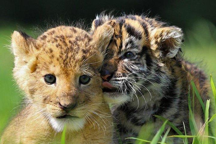 ボーヴァル動物園-交通機関プライベート旅行