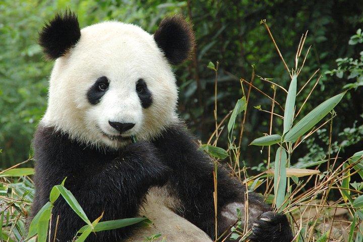 Beauval Zoo - Transport Privat resa