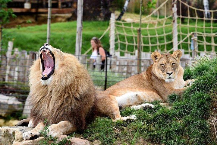 ボーヴァル動物園-交通機関プライベート旅行