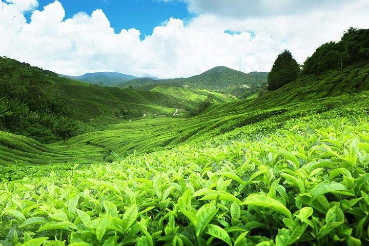 Nuwara Eliya-dagtocht (Little England) met vakantielopers Sri Lanka