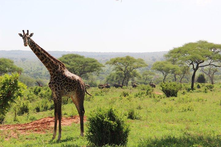 1 Tag Wandern und Fahrrad Safari im Arusha National Park
