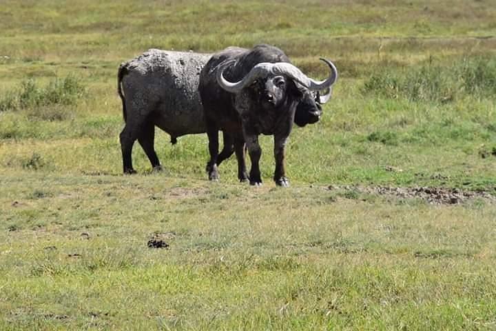 Hoteller i nærheden af Tarangire, Ngorongoro, Manyara