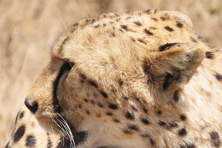 Hoteller i nærheden af Tarangire, Ngorongoro, Manyara