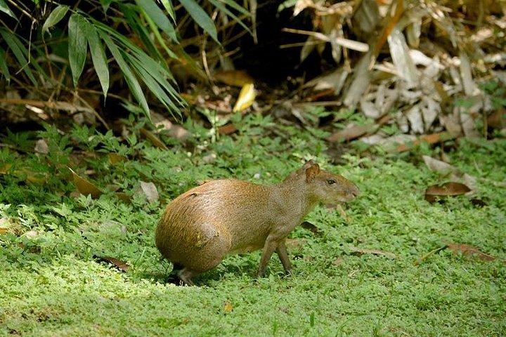 パナマのメトロポリタン公園でのガイド付きウォーキング