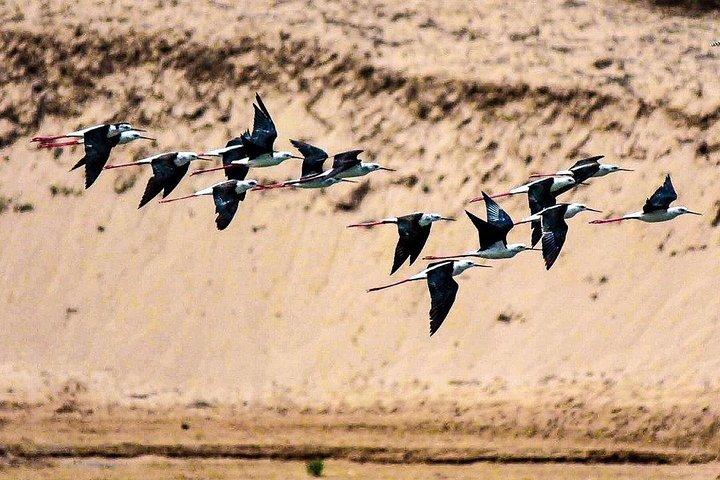 Esplora il parco nazionale della fauna selvatica di Agadir con pranzo e prelievo