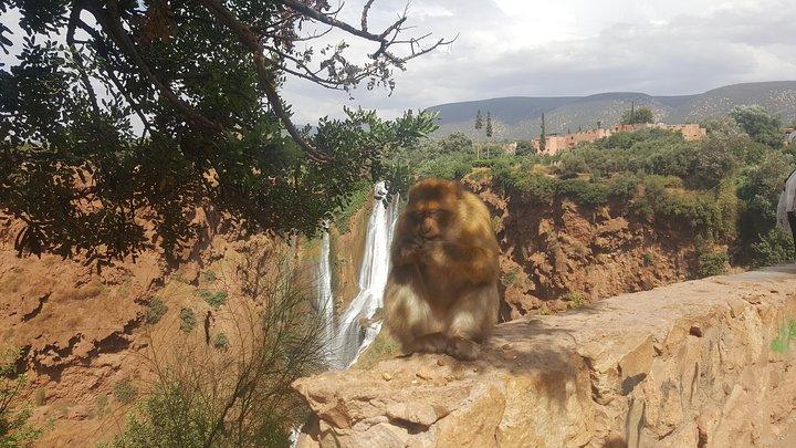 Ouzoud Waterfalls Day Trip från Marrakech