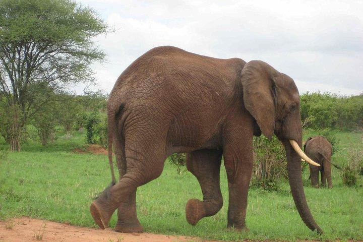 Tanzania Wildlife Safari - Tarangire | Serengeti och Ngorongoro krater