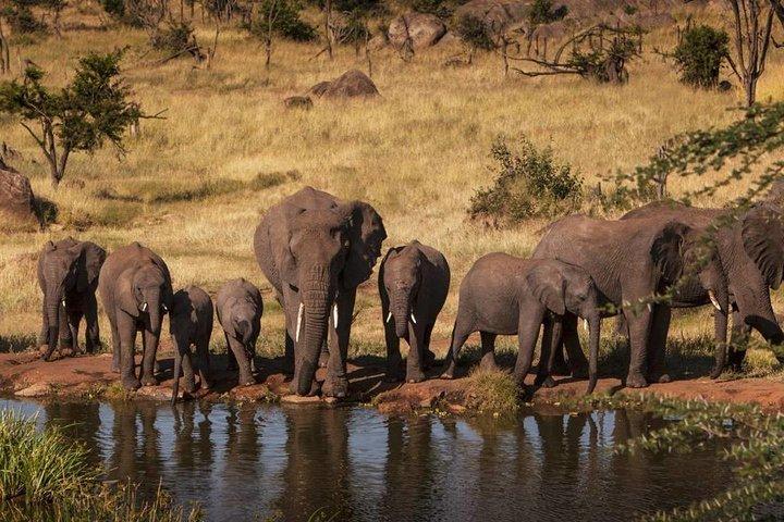 Tanzania Wildlife Safari - Tarangire | Serengeti og Ngorongoro krateret