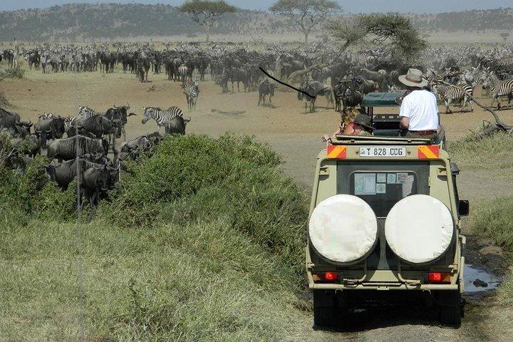 Tanzania Wildlife Safari - Tarangire | Serengeti og Ngorongoro krateret