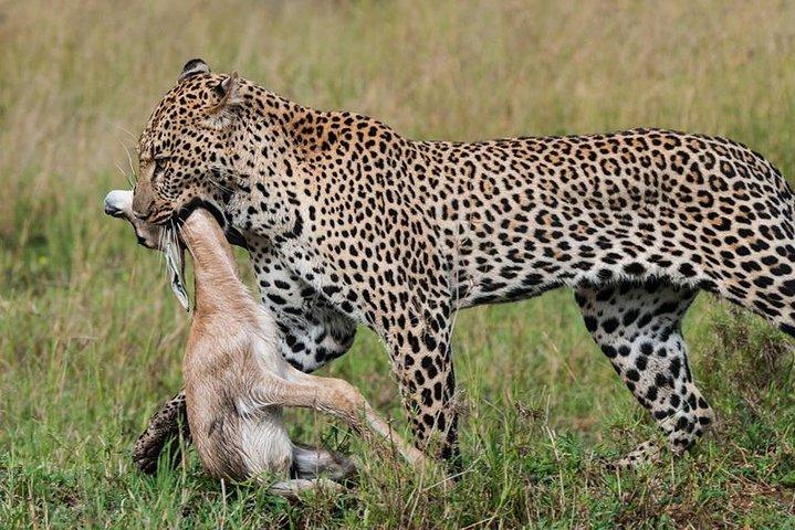 Tanzania Wildlife Safari - Tarangire | Serengeti og Ngorongoro krateret