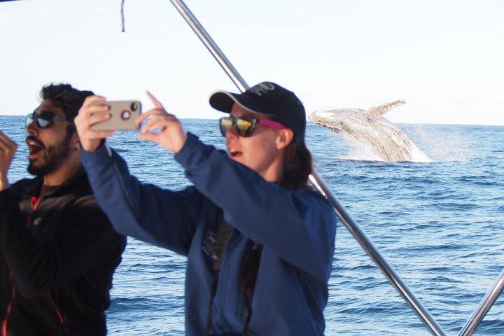 Port Stephens 3-timers hval- og delfinsafari-krydstogt