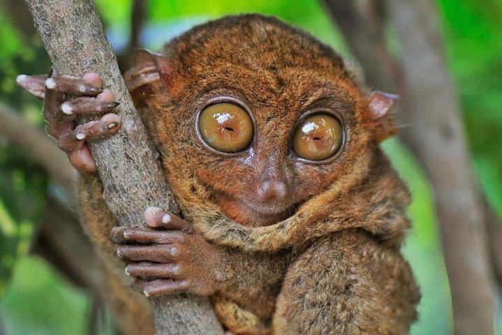 Bohol landsbygdstur från Cebu City eller Mactan - Bästsäljare